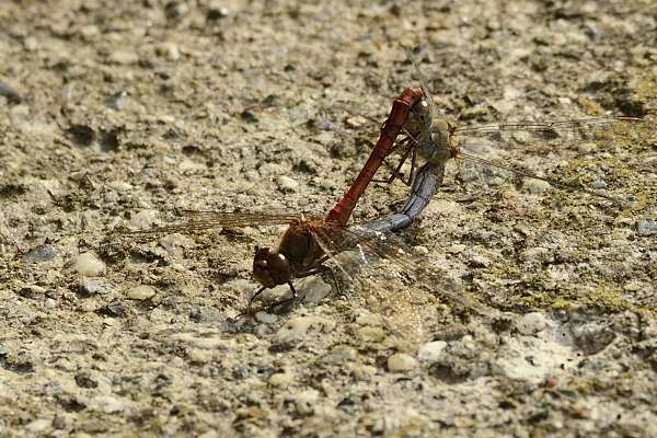 Help ID 01: Sympetrum meridionale